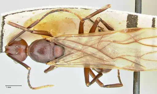 Polyrhachis solmsi - FOCOL2550