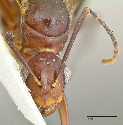 Polyrhachis solmsi - FOCOL2550