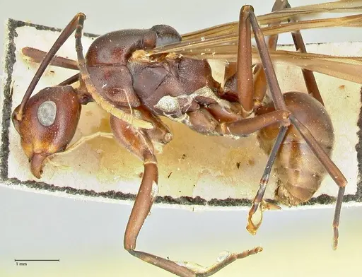 Polyrhachis solmsi - FOCOL2550