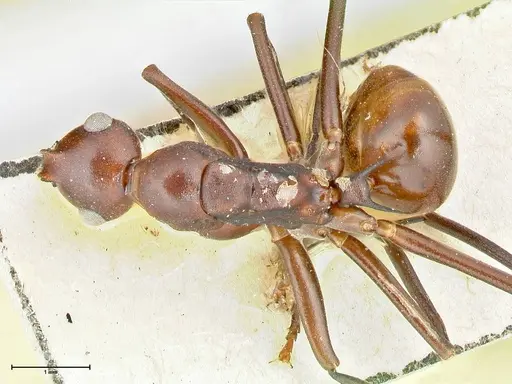 Polyrhachis solmsi - FOCOL2551