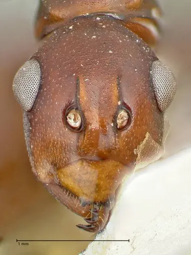 Polyrhachis solmsi - FOCOL2551