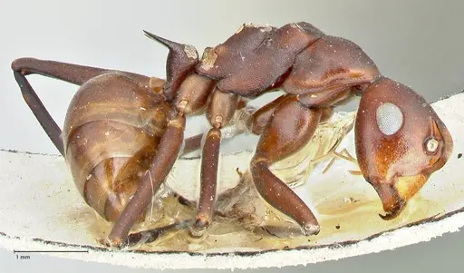 Polyrhachis solmsi - FOCOL2551