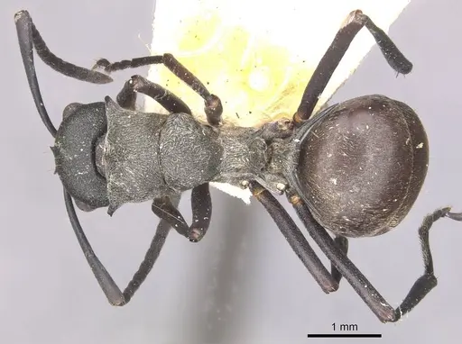 Polyrhachis sophocles specimen