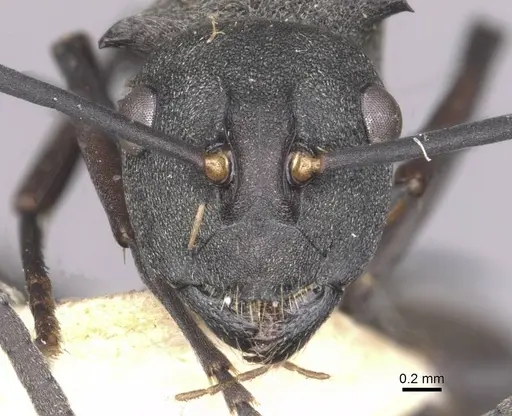 Polyrhachis sophocles specimen