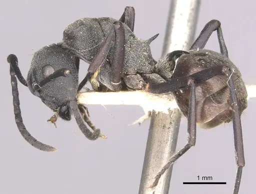 Polyrhachis sophocles specimen