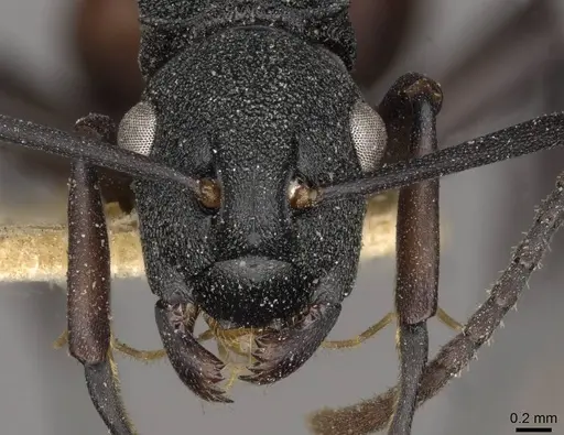 Polyrhachis spengeli specimen