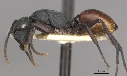 Polyrhachis spengeli specimen