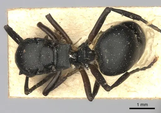 Polyrhachis spinicola specimen