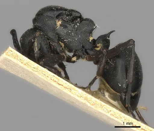 Polyrhachis spinicola specimen