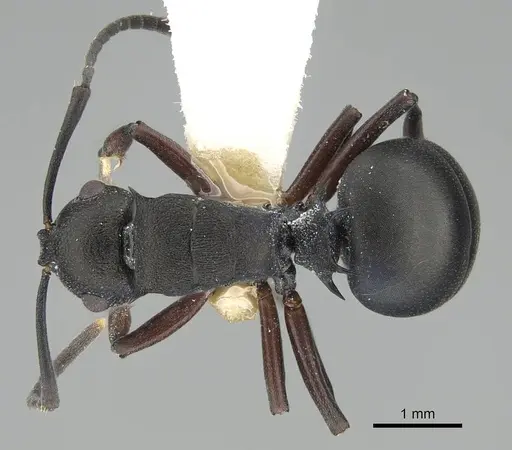 Polyrhachis spinicola - CASENT0227574
