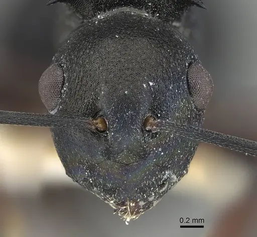 Polyrhachis spinicola - CASENT0227574