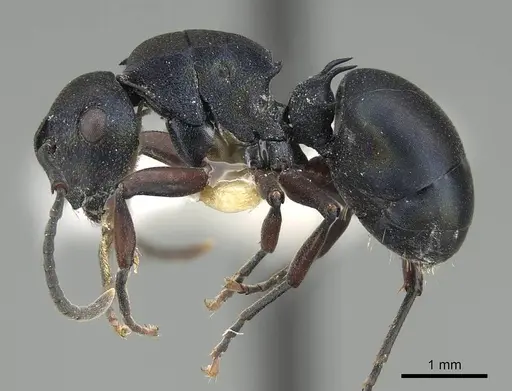 Polyrhachis spinicola - CASENT0227574