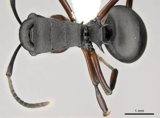 Polyrhachis spinicola - CASENT0281456