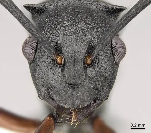 Polyrhachis spinicola - CASENT0281456