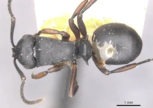 Polyrhachis spinicola - CASENT0910946