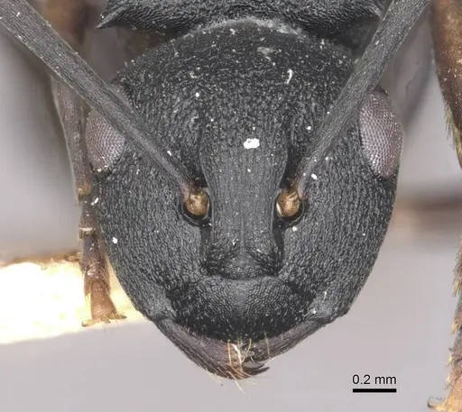 Polyrhachis spinicola - CASENT0910946