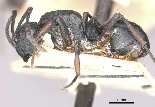 Polyrhachis spinicola - CASENT0910946