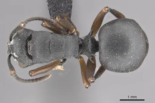Polyrhachis spinicola - CASENT0910952