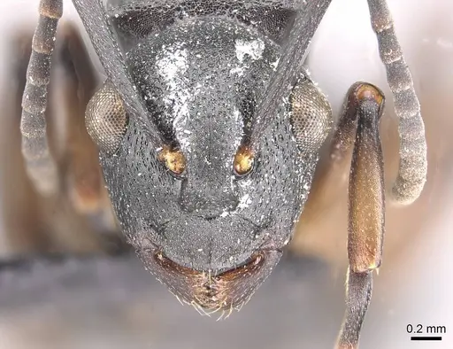 Polyrhachis spinicola - CASENT0910952