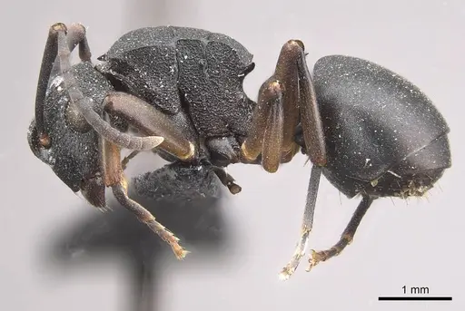 Polyrhachis spinicola - CASENT0910952