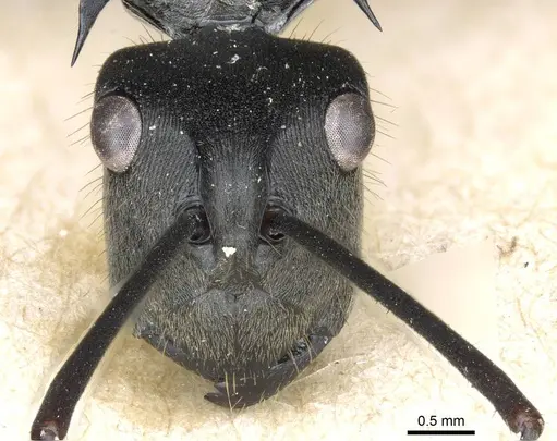 Polyrhachis spinigera specimen