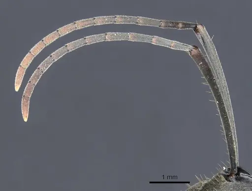 Polyrhachis spinigera specimen