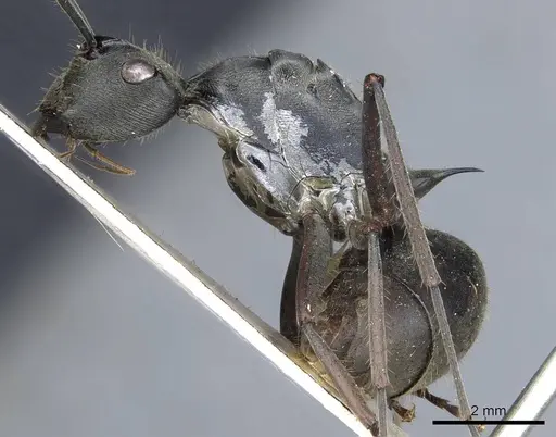 Polyrhachis spinigera - CASENT0905618