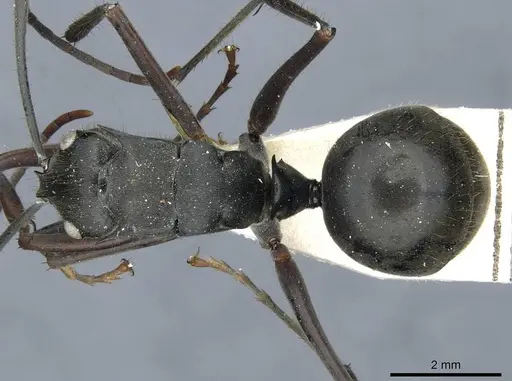 Polyrhachis spinigera - CASENT0910917