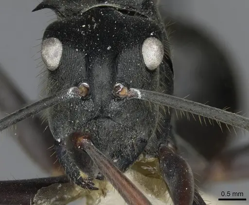 Polyrhachis spinigera - CASENT0910917