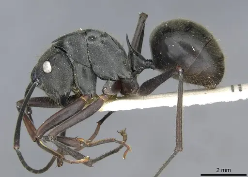 Polyrhachis spinigera - CASENT0910917