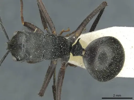 Polyrhachis spinigera - CASENT0912118