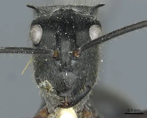 Polyrhachis spinigera - CASENT0912118