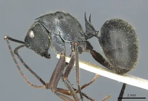 Polyrhachis spinigera - CASENT0912118