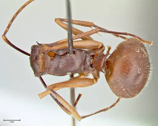 Polyrhachis spinigera - FOCOL2603