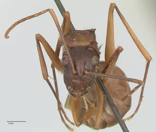 Polyrhachis spinigera - FOCOL2603