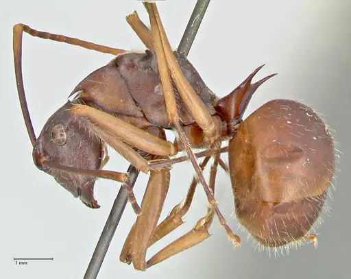 Polyrhachis spinigera - FOCOL2603