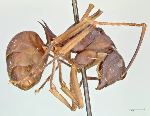 Polyrhachis spinigera - FOCOL2603