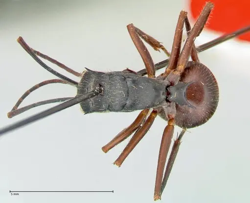 Polyrhachis spinigera - FOCOL2604