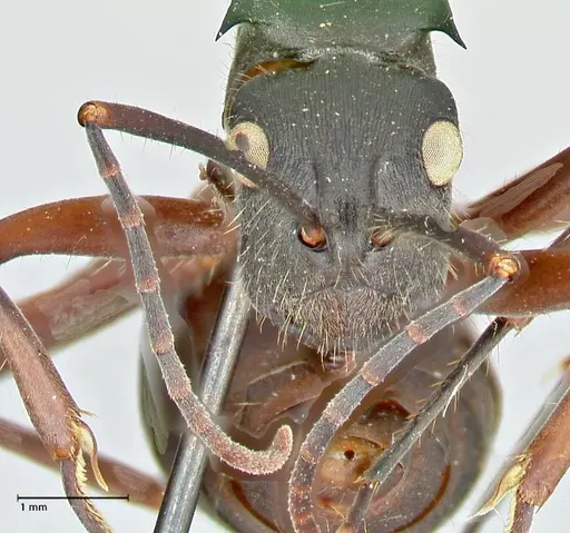 Polyrhachis spinigera - FOCOL2604