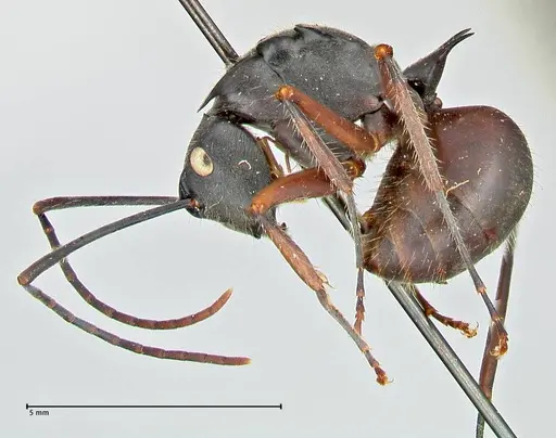 Polyrhachis spinigera - FOCOL2604