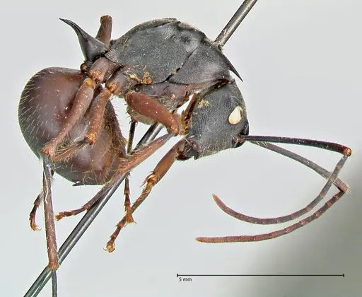 Polyrhachis spinigera - FOCOL2604