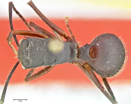 Polyrhachis spinigera - FOCOL2605