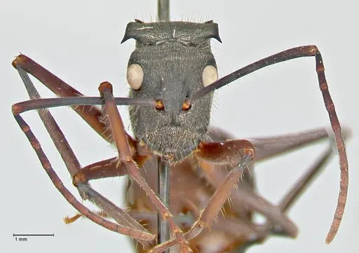 Polyrhachis spinigera - FOCOL2605