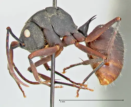 Polyrhachis spinigera - FOCOL2605