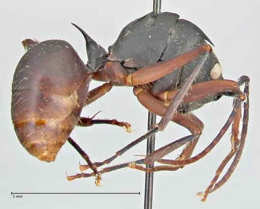 Polyrhachis spinigera - FOCOL2605