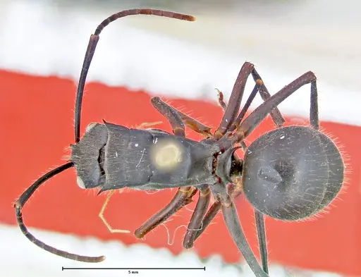Polyrhachis spinigera - FOCOL2606