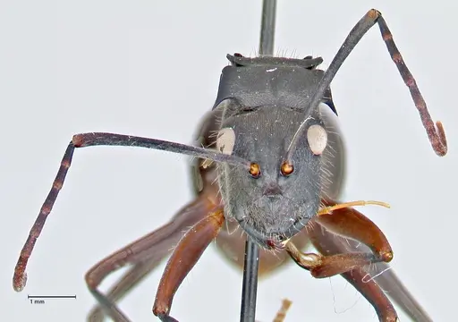 Polyrhachis spinigera - FOCOL2606