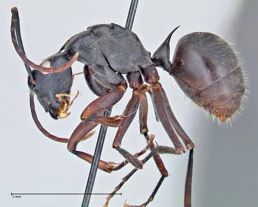 Polyrhachis spinigera - FOCOL2606