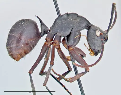 Polyrhachis spinigera - FOCOL2606