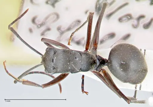 Polyrhachis spinigera - FOCOL2637